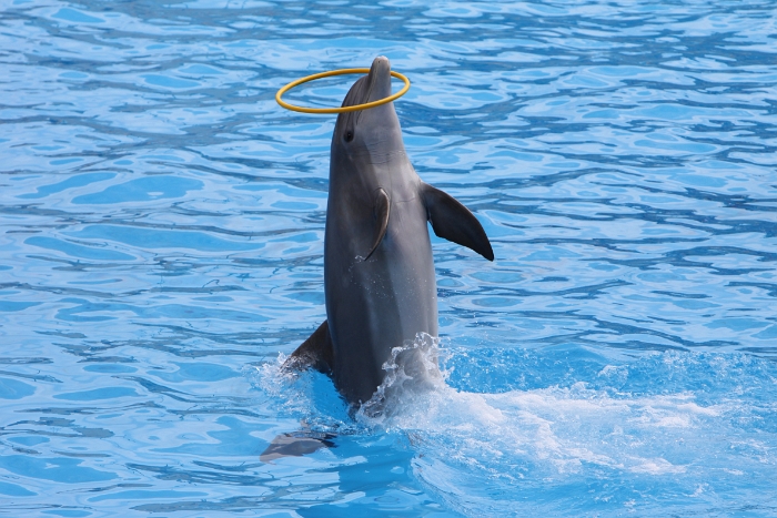 Marineland - Dauphins - 061